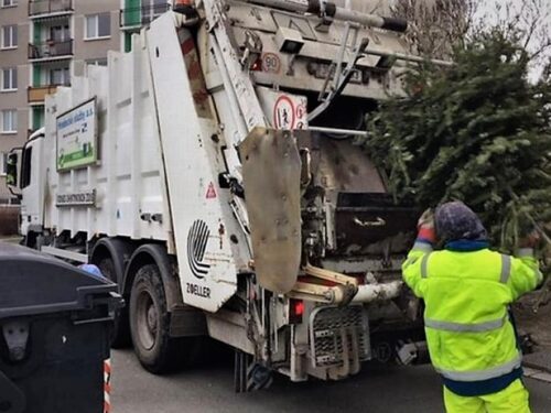 V Hradci Králové začal svoz vánočních stromků, skončí v kompostu