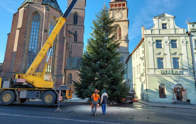 Smrky z Městských lesů a ze Smiřic. Hradec vybral vánoční stromy na náměstí