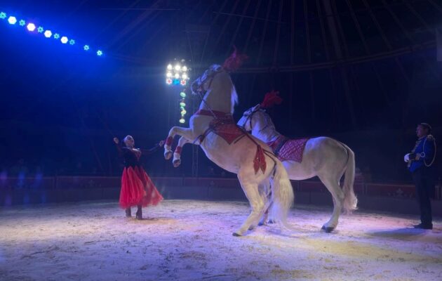 OBRAZEM: Přes 50 zvířat a nejmladší hadí žena. U Aldisu je do neděle cirkus