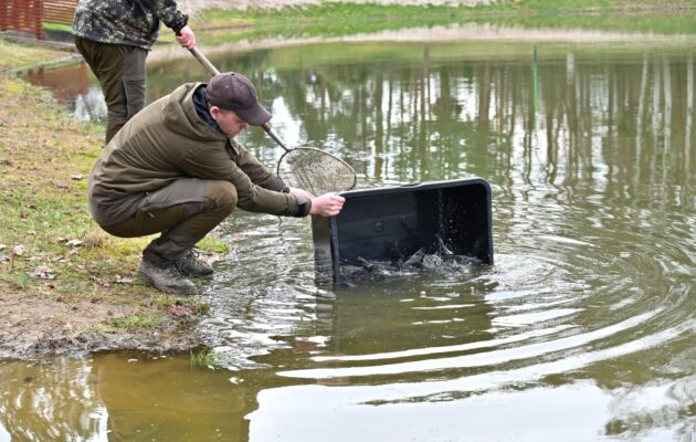 Do Stříbrného rybníka vysadili lesníci 500 candátů, pomůžou v boji se sinicemi