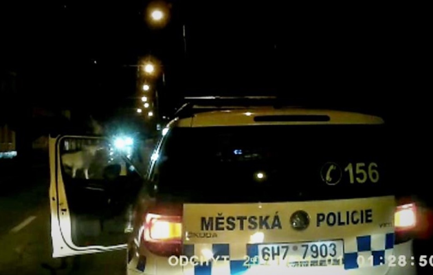 Na ulici v Hradci Králové pobíhal bílý jelen, chytit se ho nepodařilo