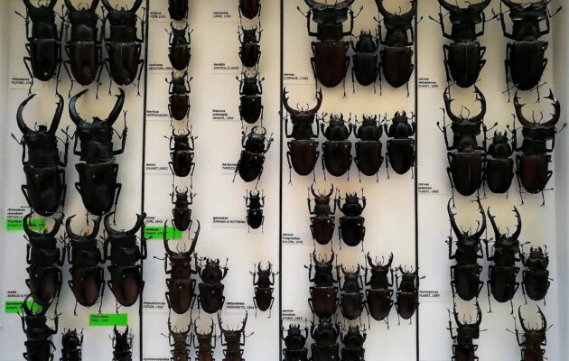 Entomolog má sbírku evropského formátu, sbíral ale i zapovězené brouky