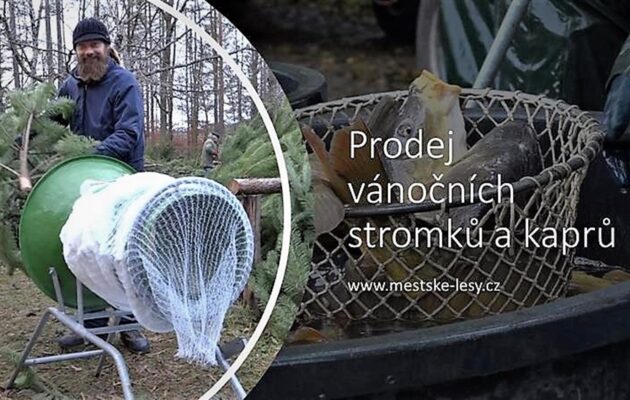 Začíná prodej vánočních stromků, kapři budou i přes internet
