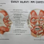 Anatomický malíř Josef Bavor