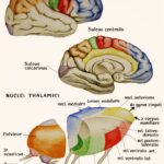 Anatomický malíř Josef Bavor