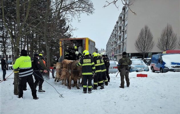 Na sídliště v Malšovicích zabloudily krávy, zasahovaly desítky lidí. Jednu zastřelili