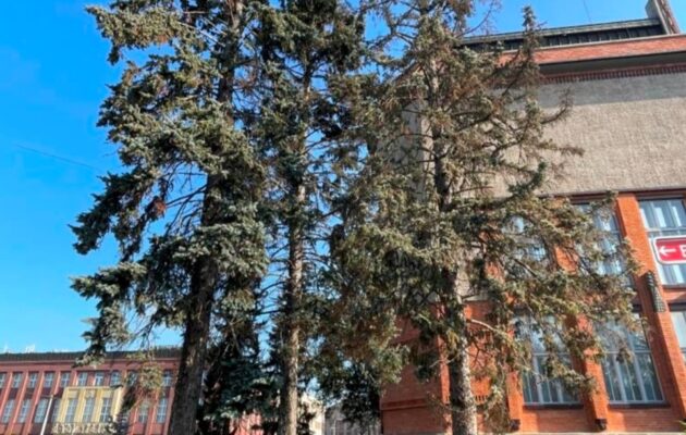Město nechá pokácet osm smrků před Muzeem východních Čech