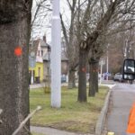 Stromořadí Na Drahách (Foto: TSHK)