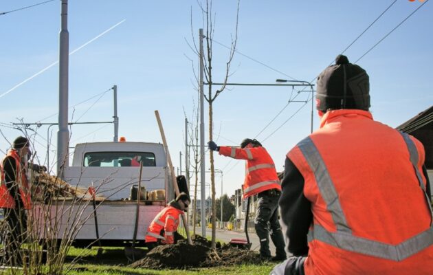 Začala jarní výsadba, ve městě přibude 30 stromů. Na podzim jich budou stovky