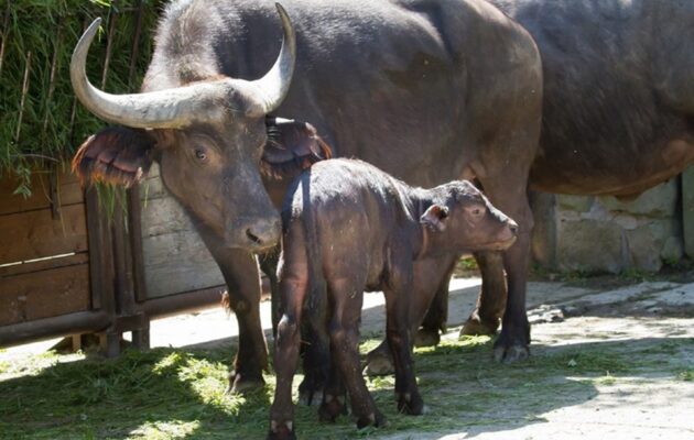 Zoo ve Dvoře Králové je připraveno v pondělí 12. dubna otevřít