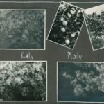 Vězeňský lékař z Hradce Ladislav Vančura zachránil za války stovky lidí