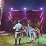 Cirkus Prince v Hradci Králové