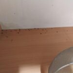 Špína, trus i mrtví hlodavci. Inspekce uzavřela občerstvení v areálu nemocnice