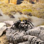 Unikátní expozice: Svět plazů v Kuklenách