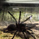 Unikátní expozice: Svět plazů v Kuklenách
