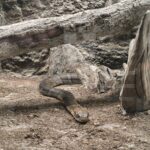 Unikátní expozice: Svět plazů v Kuklenách