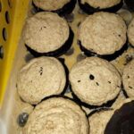 FOTO: Trus přímo na pečivu a koláčích. Inspekce uzavřela potraviny v Bezručově ulici