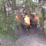 OBRAZEM: V centru Hradce už stojí oba vánoční stromy. Jak se vám líbí?