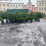 OBRAZEM: V centru Hradce už stojí oba vánoční stromy. Jak se vám líbí?