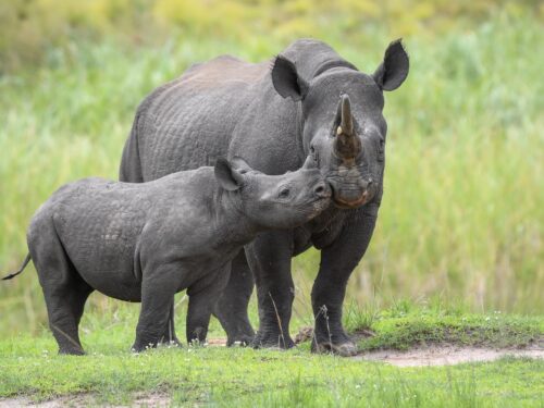 Jasiri má ve Rwandě další mládě. Nosorožci ze Dvora Králové se úspěšně množí