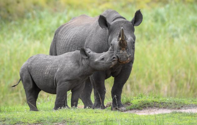 Jasiri má ve Rwandě další mládě. Nosorožci ze Dvora Králové se úspěšně množí