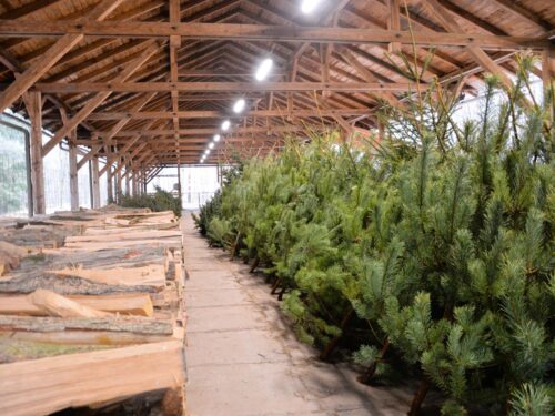 Vánoční stromky z Městských lesů zdraží, jedle budou od 600 Kč