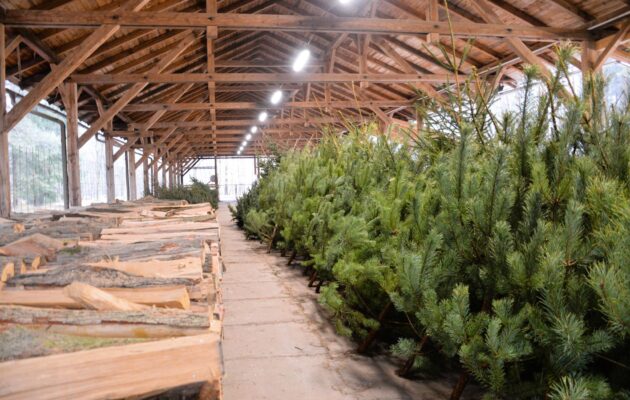 Vánoční stromky z Městských lesů zdraží, jedle budou od 600 Kč