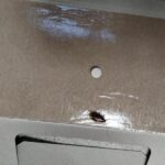 OBRAZEM: Švábi nejen za pultem. Inspekce uzavřela asijské občerstvení v Atriu