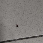 OBRAZEM: Švábi nejen za pultem. Inspekce uzavřela asijské občerstvení v Atriu