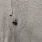 OBRAZEM: Švábi nejen za pultem. Inspekce uzavřela asijské občerstvení v Atriu