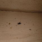 OBRAZEM: Švábi nejen za pultem. Inspekce uzavřela asijské občerstvení v Atriu