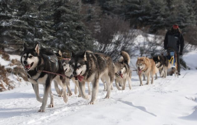 V Orlických horách dnes startuje extrémní závod psích spřežení Šediváčkův long