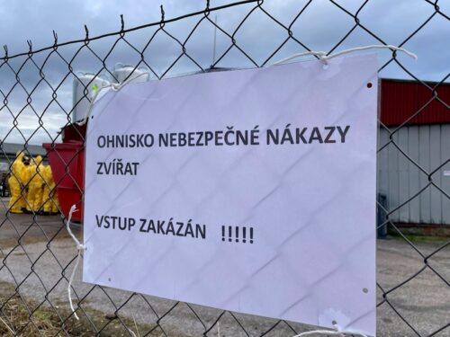 Na Hradecku jsou další dvě ohniska ptačí chřipky, utraceno bude 40 tisíc kachen