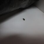 Další švábi v Atriu. Inspekce v pátek uzavřela stánek s bubble tea