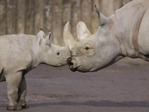 Do Dvora Králové přijela samice ohroženého nosorožce, má posílit místní chov