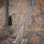 V Krkonoších otevřela Medvědí stezka, nabízí pohled do medvědího výběhu