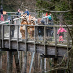 V Krkonoších otevřela Medvědí stezka, nabízí pohled do medvědího výběhu