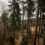 V Krkonoších otevřela Medvědí stezka, nabízí pohled do medvědího výběhu