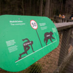 V Krkonoších otevřela Medvědí stezka, nabízí pohled do medvědího výběhu