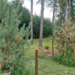 Kolik stromů u cyklostezky skutečně uschlo? Město zveřejnilo první výsledky kontroly