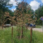 Kolik stromů u cyklostezky skutečně uschlo? Město zveřejnilo první výsledky kontroly