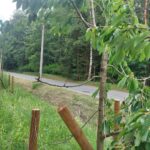 Kolik stromů u cyklostezky skutečně uschlo? Město zveřejnilo první výsledky kontroly