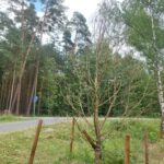 Kolik stromů u cyklostezky skutečně uschlo? Město zveřejnilo první výsledky kontroly