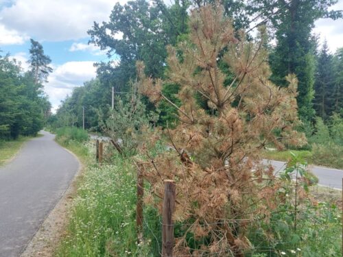Kolik stromů u cyklostezky skutečně uschlo? Město zveřejnilo první výsledky kontroly