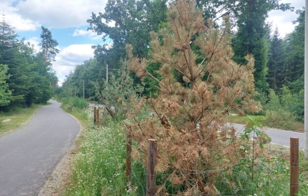 Kolik stromů u cyklostezky skutečně uschlo? Město zveřejnilo první výsledky kontroly